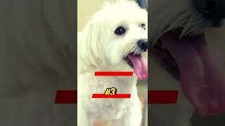 Top 5 Best Hypoallergenic Dog Breeds for Allergy Sufferers 😱 shorts [upl. by Iives]