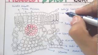 Anatomy of monocot and dicot leaf in detail for NEET AIIMS JIPMER [upl. by Delorenzo214]