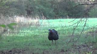 Alabama Turkey Hunt 2016 [upl. by Tenaej]