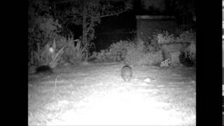 The secret life of hedgehogs at night Feeding running fighting and more [upl. by Esinert]