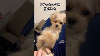 ブラッシングを嫌がるイッヌチワプー puppy chihuahua poodle [upl. by Wandis973]