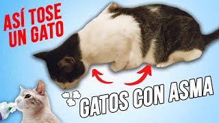 GATOS con ASMA que TOSEN y JADEAN 🌬️😾  Cómo ponerle el INHALADOR de forma FÁCIL [upl. by Akkahs435]