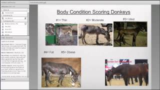 Feeding and Care of Mules and Donkeys [upl. by Christye]