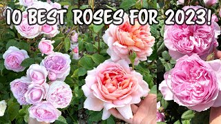 10 Best David Austin Roses for 2023 [upl. by Ydoc]