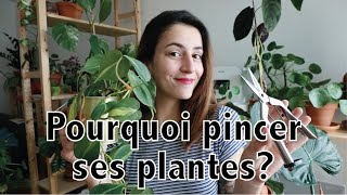 Pourquoi pincer ses plantes dintérieur  définition et petits conseils  Vertbobo [upl. by Wernher]