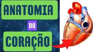 Anatomia do coração [upl. by Warfore]