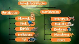 Animal Classification Vertebrates and Invertebrates [upl. by Veronike66]