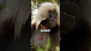 Gelada Baboon  The Scariest Herbivore On Earth [upl. by Yramesor]