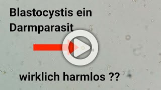 Blastocystis ein Darmparasit  wirklich harmlos [upl. by Eicnan261]