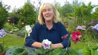 More Streptocarpus in Flower [upl. by Ciro]