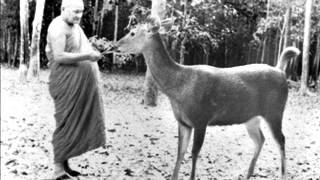 Ajahn Chah  Understanding Dukkha [upl. by Krisha]