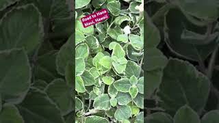 Calling Botanists plant botanist maui mystery shortvideo shorts short PawpawSammyAlyBug [upl. by Ahsinut878]