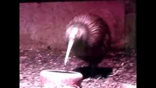 Southern Brown Kiwi  Antwerp Zoo [upl. by Dnarud]