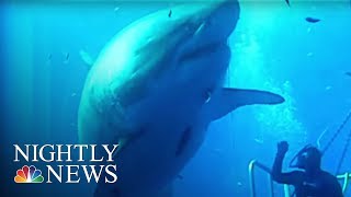 Say Hello to Deep Blue ‘The Biggest Shark Ever Filmed’  NBC Nightly News [upl. by Colinson1]