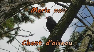 Merle  chant doiseaux  2 Merles se répondent [upl. by Ojillek]