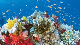 Het Great Barrier Reef is s werelds grootste koraalrif systeem heeft een grote diversiteit leven [upl. by Nnoved]