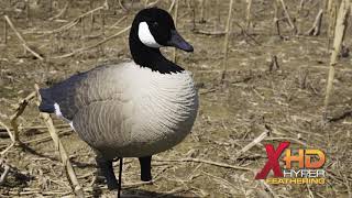 Higdon Outdoors Apex Full Size Canada Goose Decoys  Product Info [upl. by Tenney]