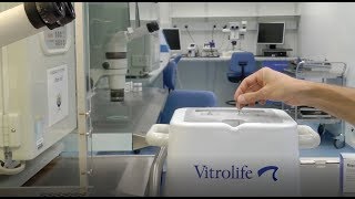 Oocyte Vitrification by Vitrolife  Short protocol [upl. by Nilok]