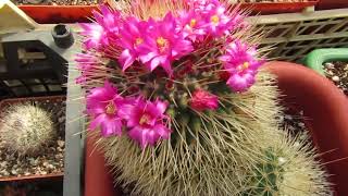 Mammillaria spinosissima cv Un Pico [upl. by Rasure]