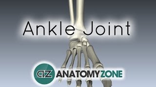 Ankle Joint  3D Anatomy Tutorial [upl. by Bobbi80]