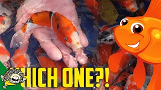 How to Pick Koi Fish Selecting Japanese Koi at Koicom [upl. by Carver354]