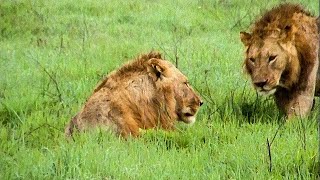 Extraordinary Lion Hunt Filmed  Attenborough 60 Years In The Wild  BBC Earth [upl. by Dronski]