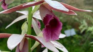 Phaius australis  Lesser Swamp Orchid [upl. by Herm987]