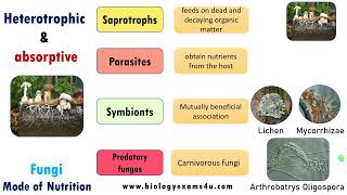 Mode of Nutrition in Fungi Saprophytic Parasitic Symbiotic and Predatory biologyexams4u fungi [upl. by Hardden11]