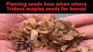 How to plant seeds Trident maple seeds for bonsai How When Where and Why to plant tree seeds [upl. by Kester876]