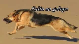 Perro al galope [upl. by Santos328]