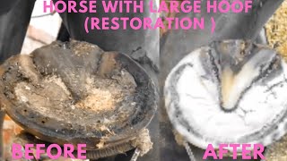 Shire Horse Complete restoration Shire Horse Restoration Compilation shirehorse huge massivehoof [upl. by Hezekiah]