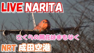 🔴LIVE at NARITA International Airport Plane Spotting 20240331 成田空港ライブカメラ 成田空港 NRTRJAA [upl. by Costello359]