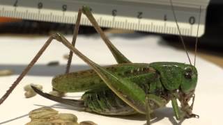 Grasshopper eating rye Mouthparts MACRO Full HD [upl. by Krispin913]