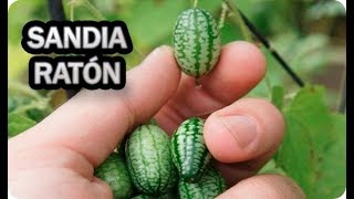 Como Y Cuando Sembrar CUCAMELON o SANDIA RATÓN  Consejos Y Trucos Semillero  La Huertina De Toni [upl. by Lenna845]