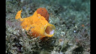 Painted Anglerfish Antennarius pictus Sydney Australia [upl. by Delmar224]