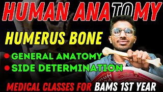 Humerus Bone  Part 1  General Anatomy amp Side Determination  BAMS 1st year Anatomy Classes bams [upl. by Reg796]