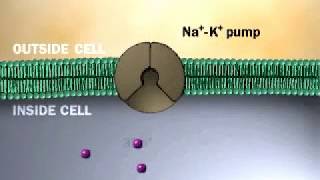 SodiumPotassium Pump  NaK ATPase  Active Transport [upl. by Teak794]