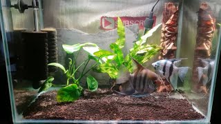 HOW TO BREED ANGELFISH PART 1 [upl. by Etiragram]