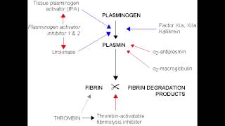 Fibrinolysis  Anticoagulation Pathway [upl. by Nored]