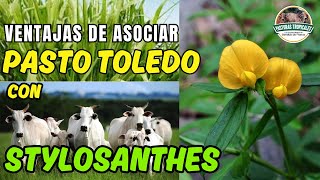 Ventajas de asociar pasto TOLEDO con STYLOSANTHES ganaderoscolombia ganaderiacolombiana [upl. by Wane]