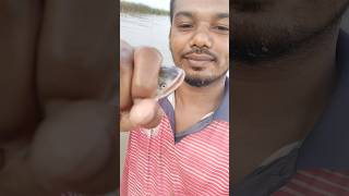 পদ্মা নদীর তাজা বোয়াল মাছ হাত দিয়ে ধরলাম 🐟🐟 reels fishing bigfish boal short dailyshantofish [upl. by Asirap]