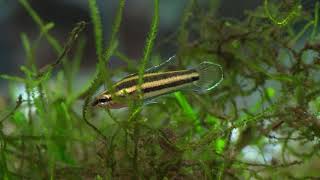 Licorice Gourami Parosphromenus deissneri [upl. by Morel]