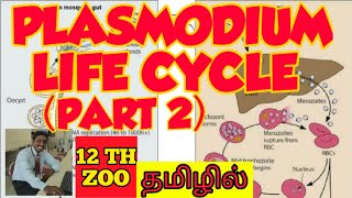 PLASMODIUM LIFE CYCLE PART 2  TAMIL  MOSQUITO  HUMAN HEALTH AND DISEASES  STD 12  TNSCERT [upl. by Falito]