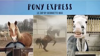 Pony Express 17  le plus BEAU cheval du monde  😂 [upl. by Ebneter502]