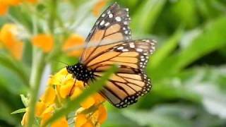 Monarch Butterfly Sipping Nectarmp4 [upl. by Atniuq771]