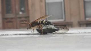 Wasp vs Cicada [upl. by Schaeffer]