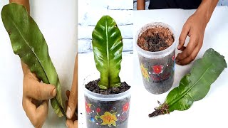 How to propagate Bird’s nest fern plant from single leaf [upl. by Vharat]