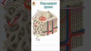 Bone marrow spaces  Red bone marrow  Trabeculae  Spongy amp compact bone  Lamellae of bones [upl. by Cirtemed]