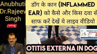 Otitis Externa in Dogs डॉग्स में बाहरी कान का प्रदाह उपचार का लाइव वीडियो [upl. by Aihseyk527]