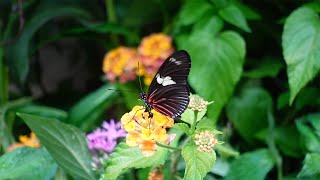 Butterfly House Vienna Austria [upl. by Strepphon]